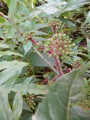 Aralia armata