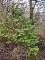 Chamaecyparis lawsoniana