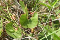 Ipomoea bathycolpos