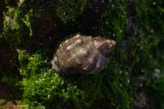 Stramonita haemastoma