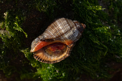 Stramonita haemastoma