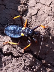 Acanthaspis megaspila