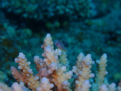 Amblyglyphidodon indicus