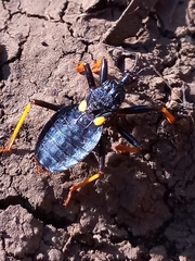 Acanthaspis megaspila