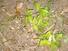 Paederia foetida