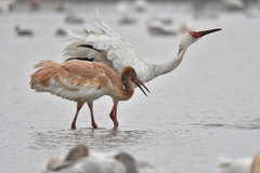 Leucogeranus leucogeranus