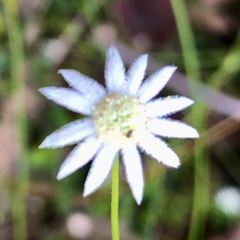 Actinotus minor