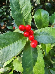 Sarcandra glabra