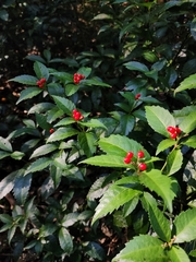 Sarcandra glabra