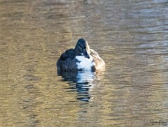 Anas platyrhynchos domesticus