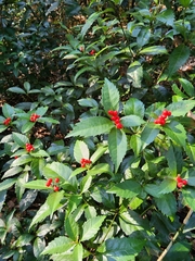 Sarcandra glabra