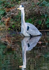 Ardea cinerea