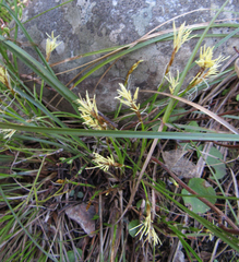 Carex geyeri