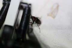 Cacostomus squamosus