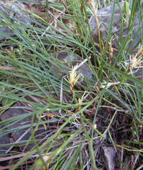 Carex geyeri