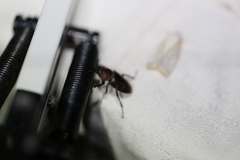 Cacostomus squamosus