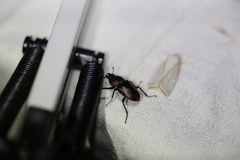 Cacostomus squamosus