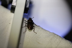 Cacostomus squamosus