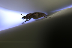 Cacostomus squamosus