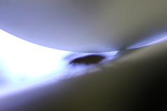 Cacostomus squamosus