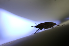 Cacostomus squamosus