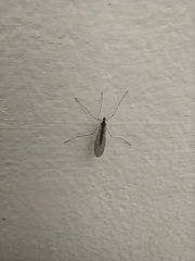 Trichocera hiemalis