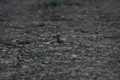 Phylloscopus fuscatus