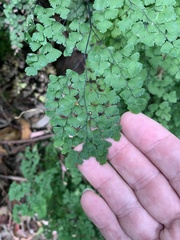 Adiantum atroviride