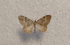 Xanthorhoe montanata