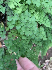 Adiantum atroviride