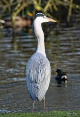 Ardea cinerea