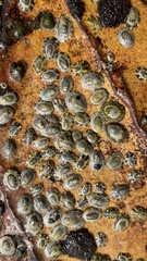 Cellana