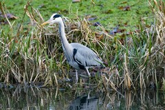 Ardea cinerea
