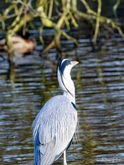 Ardea cinerea