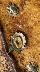 Cellana