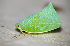 Cryptoflata unipunctata