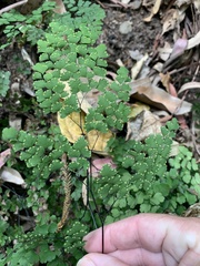 Adiantum atroviride