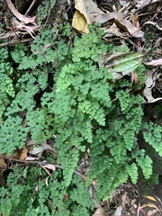 Adiantum atroviride