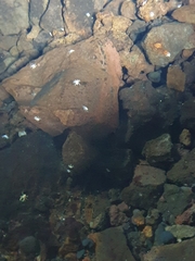Munidopsis polymorpha