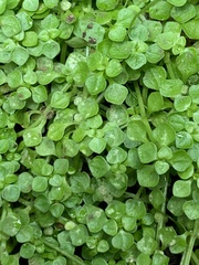 Callitriche muelleri