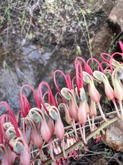 Grevillea dryandri