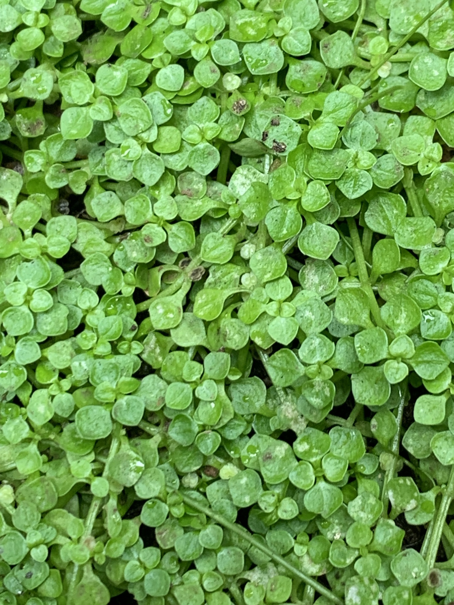 Callitriche L.
