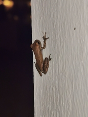 Osteopilus dominicensis