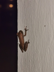 Osteopilus dominicensis