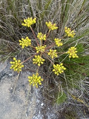 Nanobubon strictum