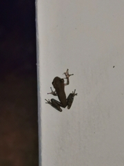 Osteopilus dominicensis