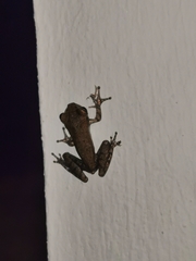 Osteopilus dominicensis