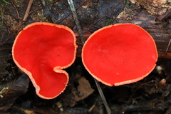 Sarcoscypha austriaca