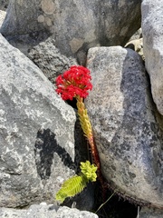 Crassula coccinea