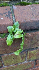 Asplenium scolopendrium scolopendrium